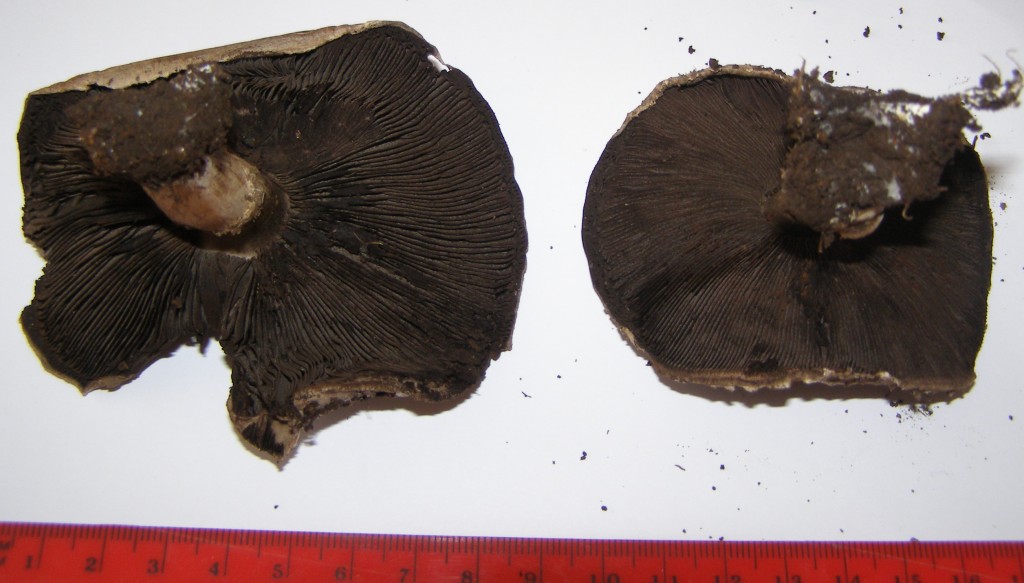 Funghi sul mio terrazzo (Agaricus sp.)